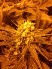 f+40