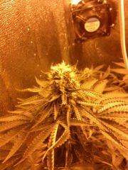 one bud
