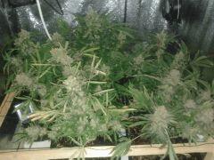 f65