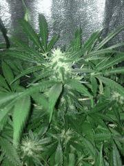 f+40