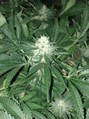 f+40