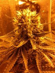 one bud