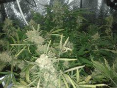 f65