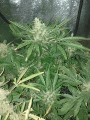 f65