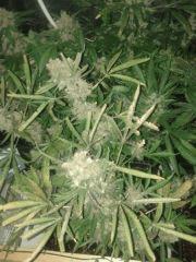 f65