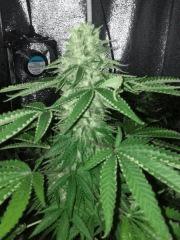 f+40