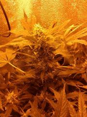 f+40
