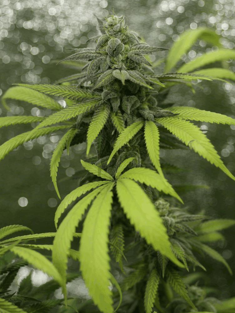 querkle