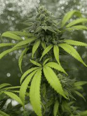 querkle