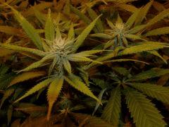 querkle.1 16_01_2012