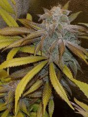 f59
