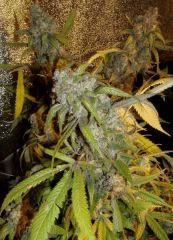 Buds Bunny