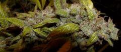 1.2 querkle Flo +60