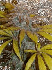 f59
