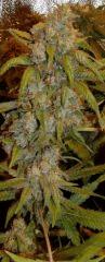 1.1 querkle Flo +60