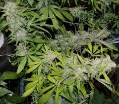 1.5 querkle Flo +60