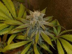 F+41 closed