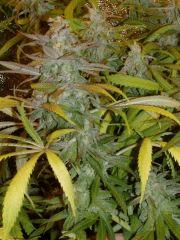 f59