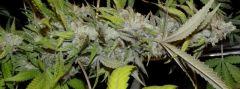 1.4 querkle Flo +60