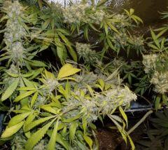 1.0 querkle Flo +60