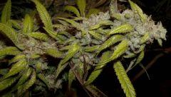 1.3 querkle Flo +60