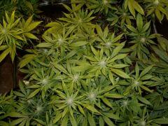 querkle.3 16_01_2012