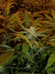 querkle.2 16_01_2012