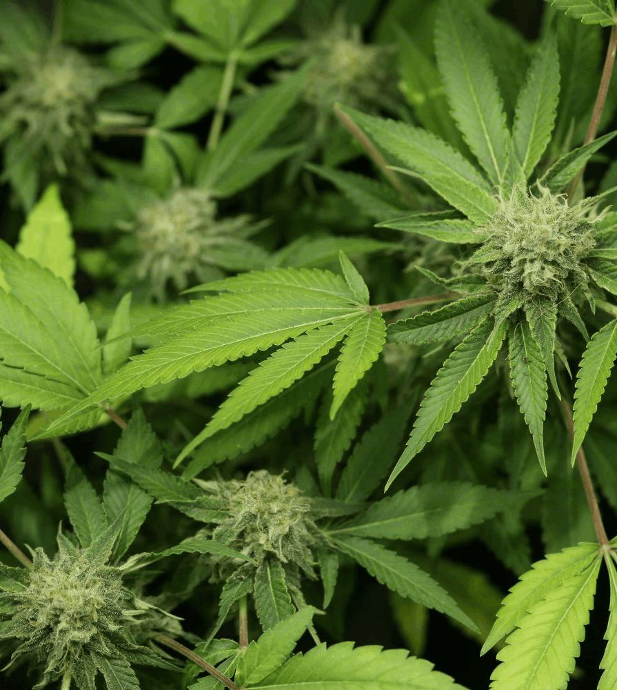 Somango X Critical [TEST LINE]
