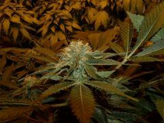 2.1 bud F+32