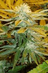1.6 bud F+32