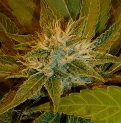 1.5 bud F+32
