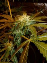 1.4 bud f+24