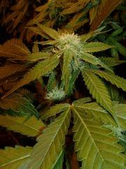 1.5 bud f+24