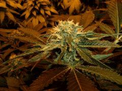 2.0 bud F+32
