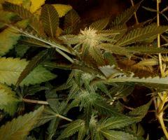 1.0 bud f+24