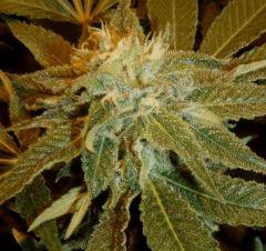 1.3 bud F+32