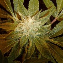 1.2 bud F+32