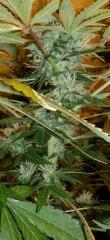 SxC2 pheno indica