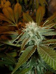 1.9 bud F+32