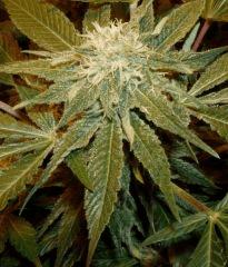 1.0 bud F+32