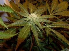 1.3 bud f+24