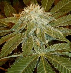 1.1 bud F+32