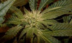 1.2 bud f+24