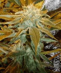 1.7 bud F+32