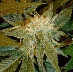 1.4 bud F+32