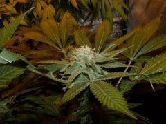 2.2 bud F+32