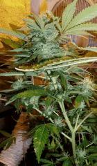 SxC1 pheno sativa
