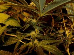 1.1 bud f+24