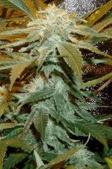 1.8 bud F+32