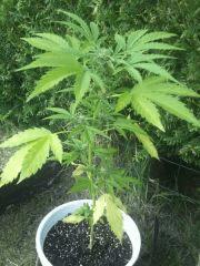 critical jack j+55